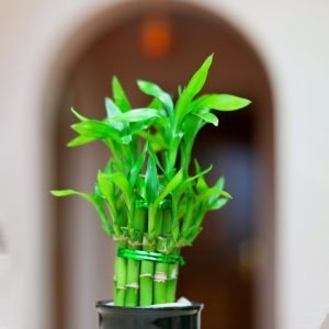2-Layer Lucky Bamboo Plant airifier