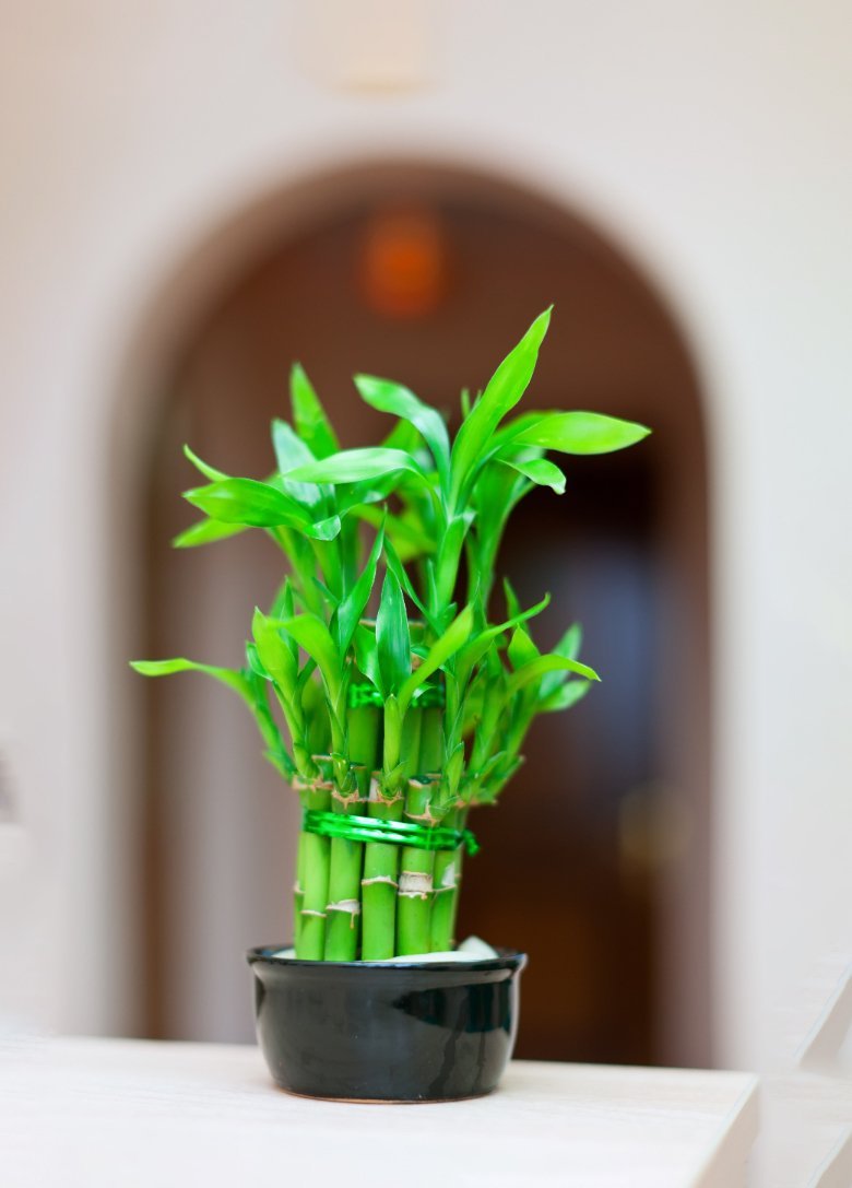 2-Layer Lucky Bamboo Plant airifier