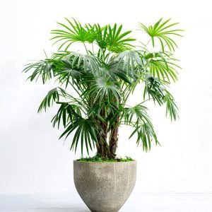 areca palm indoor air-purifying plant airifier