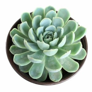 Echeveria elegans Rose – Succulent Plant