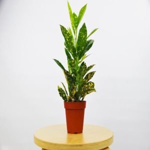 baby_croton_plant_indoor_airifier