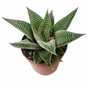 Haworthia limifolia - Succulent Plant