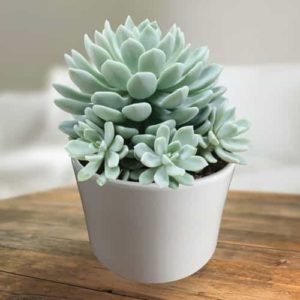 Pachyveria Scheideckeri – Succulent Plant