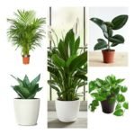 Top_5_air_purifying_plants_combo_airifier