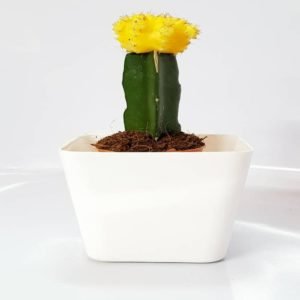 Moon Cactus Yellow