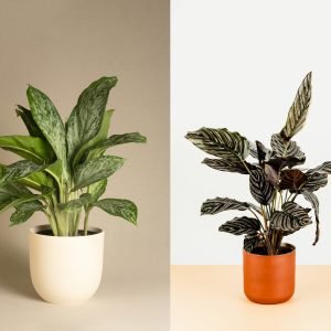 Top 2 Air Purifier and Oxygen Enriching Live Plants