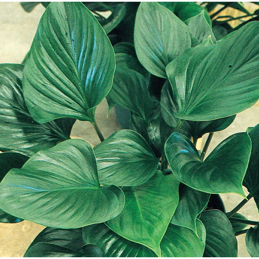 Homalomena Plant - XL