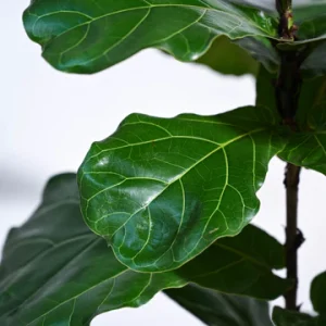 Fiddle Leaf Fig Plant