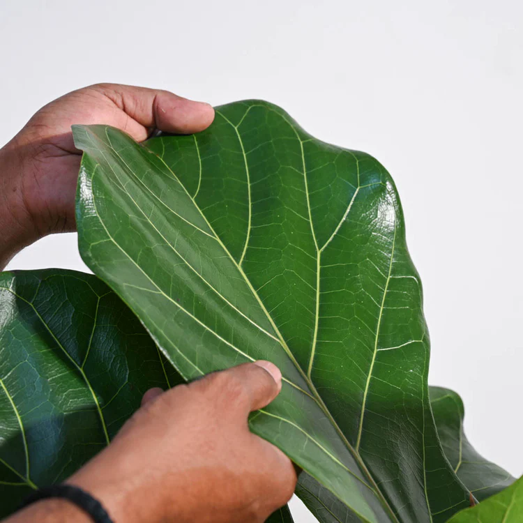 Ficus Lyrata (Fiddle Leaf Fig) - XL - Image 3