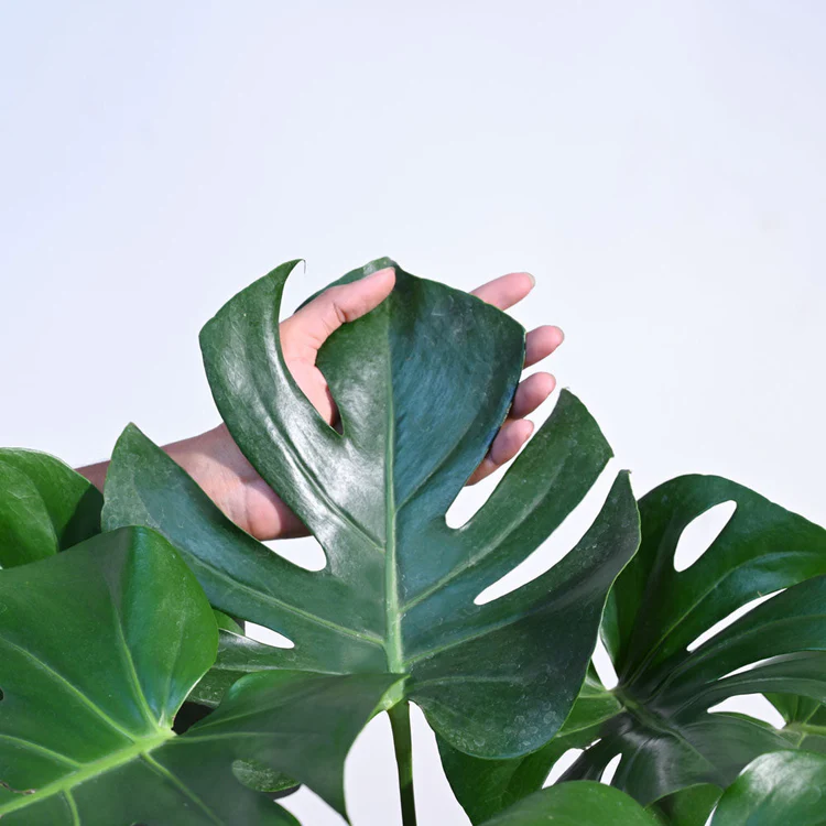 Monstera Deliciosa Plant - XL - Image 3