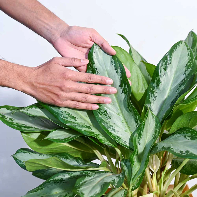 Aglaonema Manila Beauty - XL - Image 3