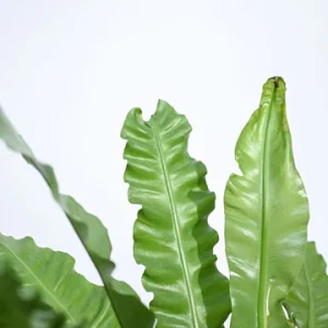 Bird’s Nest Fern XL
