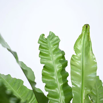Bird's Nest Fern XL - Image 2
