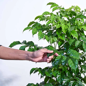 The China Doll Plant - XL - Image 3