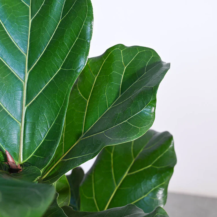 Ficus Lyrata (Fiddle Leaf Fig) - XL - Image 2