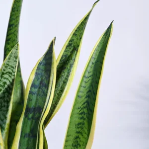 Sansevieria Laurentii Plant – XL