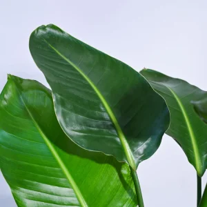 Bird of Paradise Plant – XL