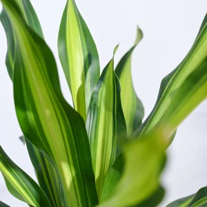 Draceana Dara Singh – XL