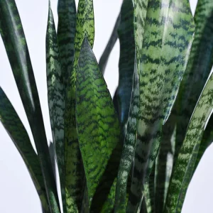 Sansevieria Zeylanica – XL