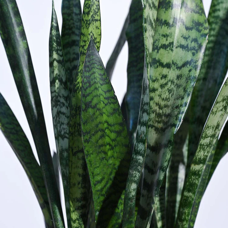 Sansevieria Zeylanica - XL - Image 2