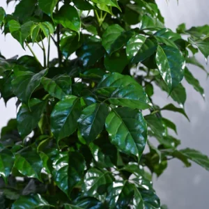 The China Doll Plant – XL