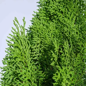 Thuja Plant – XL