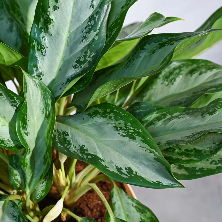 Aglaonema Manila Beauty - XL - Image 4