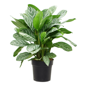 Aglaonema Stripes Plant – XL