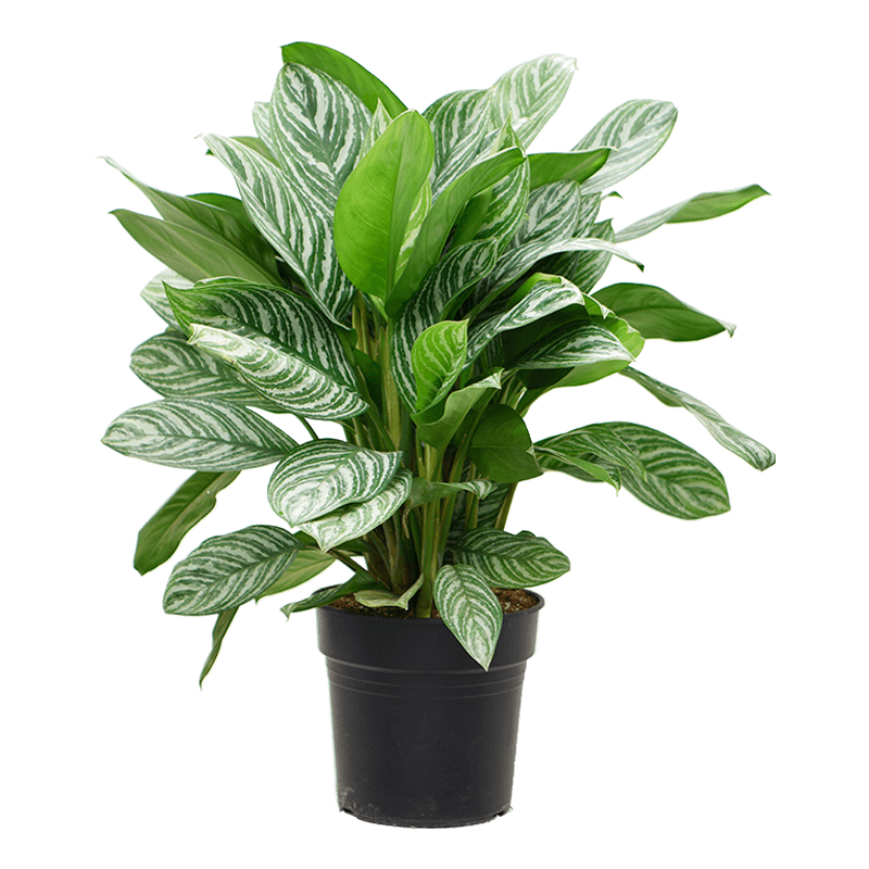Aglaonema Stripes Plant - XL