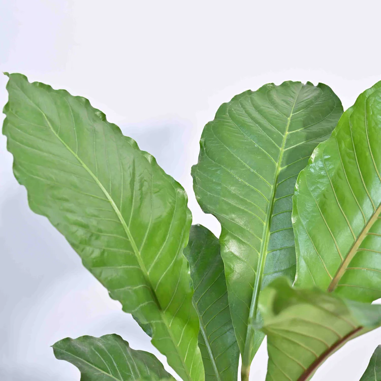 Aglaonema Butterfly Plant - XL - Image 3