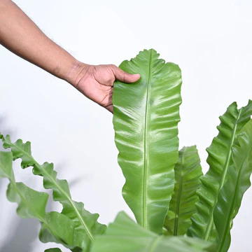 Bird's Nest Fern XL - Image 3