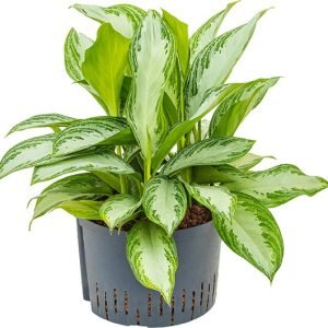 Aglaonema Dove Plant – XL