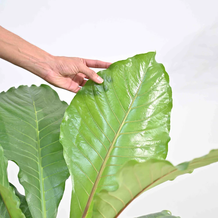 Aglaonema Butterfly Plant - XL - Image 4