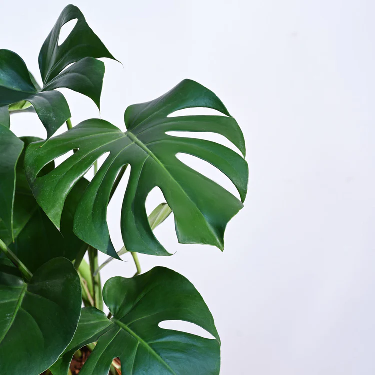 Monstera Deliciosa Plant - XL - Image 2