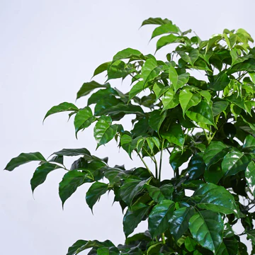 The China Doll Plant - XL - Image 4