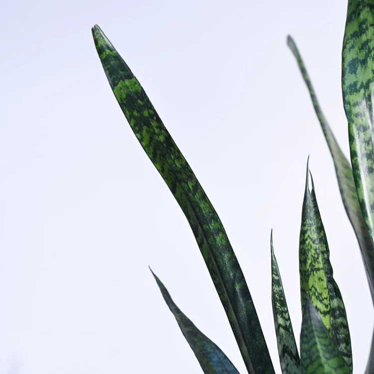 Sansevieria Zeylanica - XL - Image 3