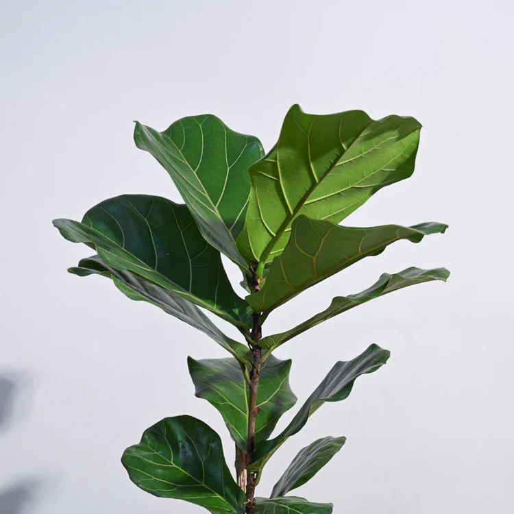 Ficus Lyrata (Fiddle Leaf Fig) - XL - Image 4