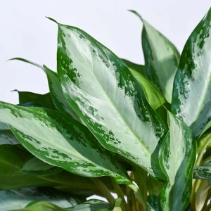 Aglaonema Manila Beauty – XL