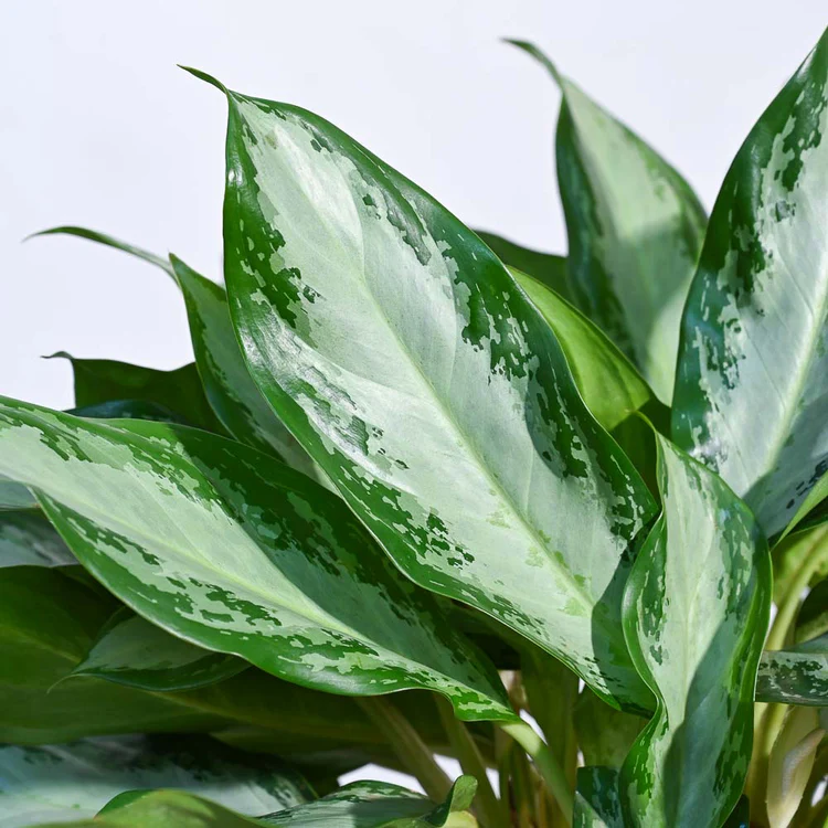 Aglaonema Manila Beauty - XL - Image 2