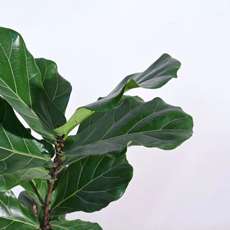Ficus Lyrata (Fiddle Leaf Fig) - XL - Image 5