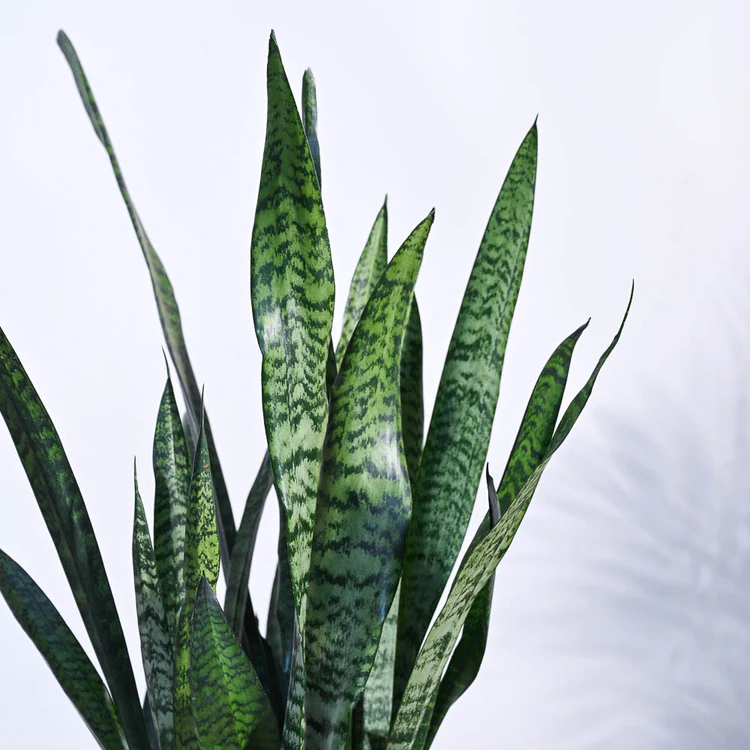 Sansevieria Zeylanica - XL - Image 4