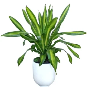 Draceana Dara Singh - XL