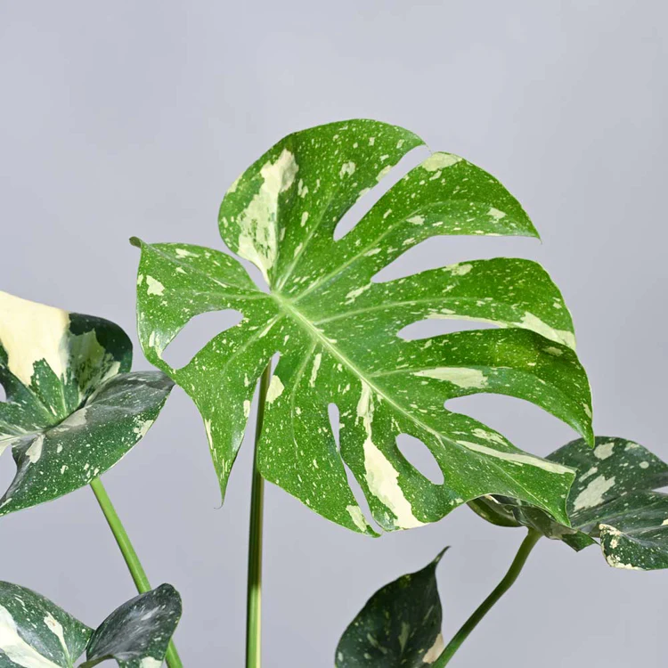 Monstera Thai Constellation XL - Image 2