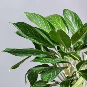 Aglaonema Stripes Plant – XL