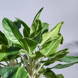 Aglaonema Ice Plant – XL