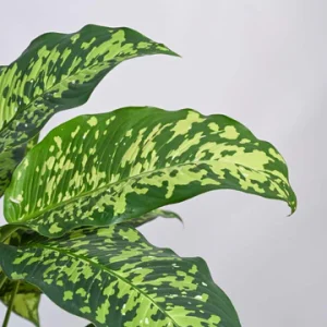 Dieffenbachia Cheetah Plant – XL