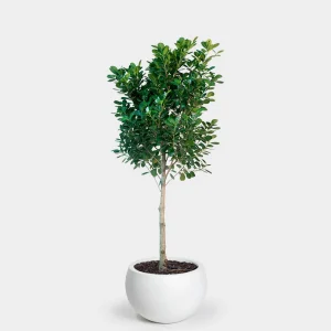 Ficus Moclame Plant - XL