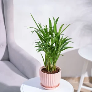 Areca Palm Plant