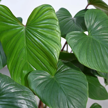 Homalomena Plant - XL - Image 4