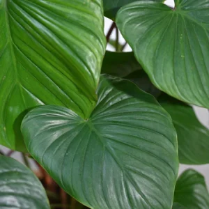 Homalomena Plant – XL